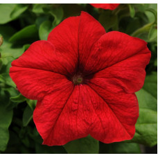 Петунія великоквіткова DREAMS F1 RED, 10 шт, PanAmerican