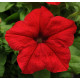 Петунія великоквіткова DREAMS F1 RED, 50 шт, PanAmerican