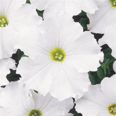 Петунія великоквіткова DREAMS F1 WHITE, 10 шт, PanAmerican