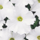 Петунія великоквіткова DREAMS F1 WHITE, 50 шт, PanAmerican