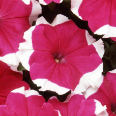 Петуния крупноцв DREAMS F1 ROSE PICOTEE