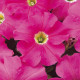 Петунія великоквіткова DREAMS F1 PINK, 10 шт, PanAmerican