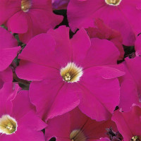 Петунія великоквіткова DREAMS F1 NEON ROSE, 1000 шт, PanAmerican