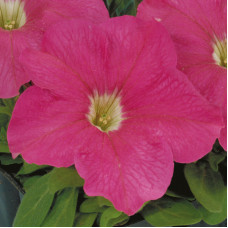 Петунія великоквіткова Eagle: Pink, 100 шт, Sakata