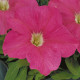 Петунія великоквіткова Eagle: Pink, 50 шт, Sakata