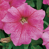 Петунія великоквіткова Eagle: Pink Vein, 250 шт, Sakata