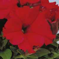 Петунія великоквіткова Eagle: Red, 250 шт, Sakata