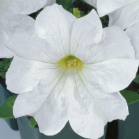 Петунія великоквіткова  Eagle: White, 1000 шт, Sakata