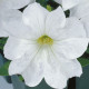 Петунія великоквіткова  Eagle: White, 1000 шт, Sakata