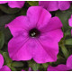 Петунія великоквіткова EZ RIDER® F1 Violet, 10 шт, PanAmerican