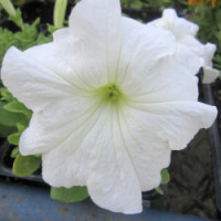 Петунія великоквіткова Falcon: White, 100 шт, Sakata