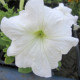 Петунія великоквіткова Falcon: White, 500 шт, Sakata