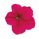 Петунія великоквіткова Falcon: Deep Rose, 250 шт, Sakata