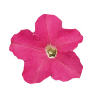 Петунія великоквіткова Falcon: Rose, 100 шт, Sakata