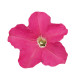 Петунія великоквіткова Falcon: Rose, 100 шт, Sakata