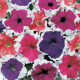 Петунія великоквіткова Frost™ Mix, 100 шт, Syngenta