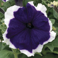 Петунія великоквіткова Frost™ Blue, 500 шт, Syngenta 