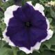 Петунія великоквіткова Frost™ Blue, 1000 шт, Syngenta
