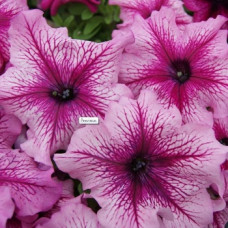 Петунія великоквіткова Limbo GP orchid veined, 10 шт, Hem Genetics