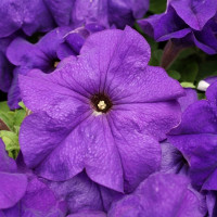 Петунія великоквіткова Limbo GP mid-blue, 1000 шт, Hem Genetics