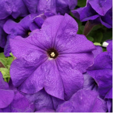 Петунія великоквіткова Limbo GP mid-blue, 1000 шт, Hem Genetics