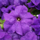 Петунія великоквіткова Limbo GP mid-blue, 1000 шт, Hem Genetics