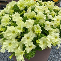 Петунія великоквіткова Limbo GP yellow lime, 250 шт, Hem Genetics