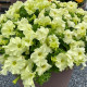 Петунія великоквіткова Limbo GP yellow lime, 100 шт, Hem Genetics