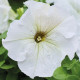 Петунія великоквіткова Limbo GP Silvery Moon, 500 шт, Hem Genetics