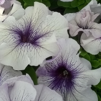 Петунія великоквіткова Limbo GP silver blue, 50 шт, Hem Genetics