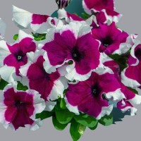 Петунія великоквіткова Limbo GP burgundy picotee, 1000 шт, Hem Genetics