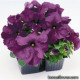 Петунія великоквіткова Limbo GP deep purple, 1000 шт, Hem Genetics