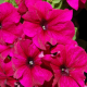 Петунія великоквіткова Limbo GP burgundy, 5000 шт, Hem Genetics