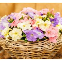 Петунія великоквіткова Limbo GP Pastel Mixture, 1000 шт, Hem Genetics