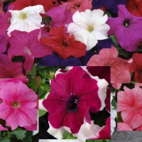 Петунія великоквіткова Limbo GP Grower Mixture, 1000 шт, Hem Genetics