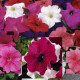 Петунія великоквіткова Limbo GP Grower Mixture, 50 шт, Hem Genetics