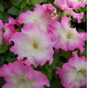 Петунія великоквіткова Limbo GP pink morn, 1000 шт, Hem Genetics