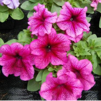 Петунія великоквіткова Limbo GP plum, 250 шт, Hem Genetics