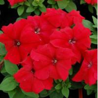 Петунія великоквіткова Limbo GP red, 250 шт, Hem Genetics