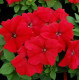 Петунія великоквіткова Limbo GP red, 250 шт, Hem Genetics