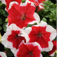 Петунія великоквіткова Limbo GP red picotee, 250 шт, Hem Genetics