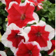 Петунія великоквіткова Limbo GP red picotee, 250 шт, Hem Genetics