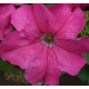 Петунія великоквіткова Limbo GP Rose, 1000 шт, Hem Genetics