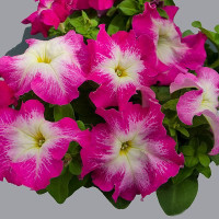 Петунія великоквіткова Limbo GP rose morn, 1000 шт, Hem Genetics
