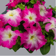 Петунія великоквіткова Limbo GP rose morn, 500 шт, Hem Genetics