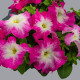 Петунія великоквіткова Limbo GP rose morn, 1000 шт, Hem Genetics