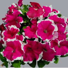Петуния крупноцв Limbo GP rose picotee