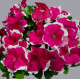 Петунія великоквіткова Limbo GP rose picotee, 250 шт, Hem Genetics