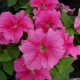 Петунія великоквіткова Limbo GP rose veined, 10 шт, Hem Genetics