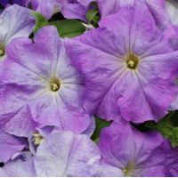 Петунія великоквіткова Limbo GP sky blue, 1000 шт, Hem Genetics